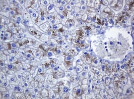 CDH1 / E Cadherin Antibody (clone OTI4F1)