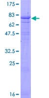 Human DYRK4 Protein (Recombinant GST)