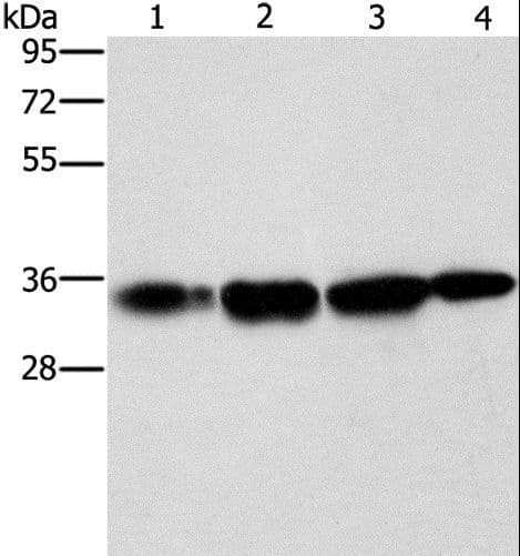 NDNL2 Antibody