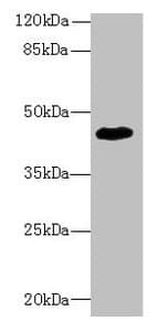 Polyclonal Rabbit anti-Human ZNF670 Antibody (IHC, WB)