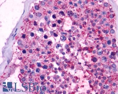 PathPlus™ OPN5 / Neuropsin Antibody (C-Terminus)