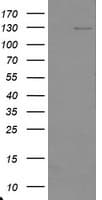 USP36 Antibody (aa589-972, clone OTI2F1, Carrier-free)