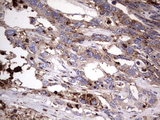 Monoclonal Mouse anti-Human CD63 Antibody (clone OTI5E5, IHC, WB)