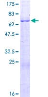 Human FBXO28 Protein (Recombinant GST)