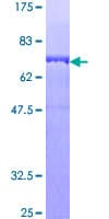 Human SEPT11 / Septin 11 Protein (Recombinant GST)