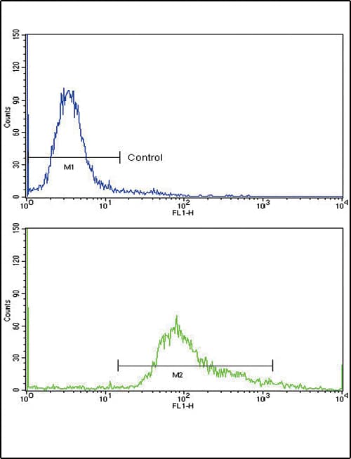 GMPS / GMP Synthase Antibody (aa296-325)