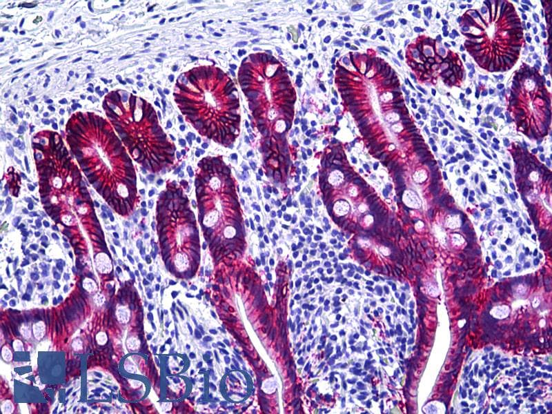 PathPlus™ EPCAM Antibody (clone MOC-31, Concentrated)
