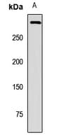 Polyclonal Rabbit anti-Human PIEZO1 / FAM38A Antibody (WB)