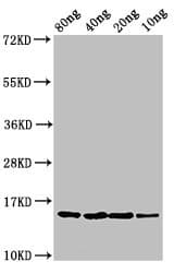 Polyclonal Rabbit anti-Escherichia coli yebF Antibody (WB)
