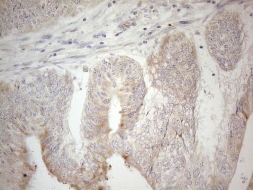 Monoclonal Mouse anti-Human PDX1 Antibody (clone OTI3H3, Carrier-free, IHC, WB)