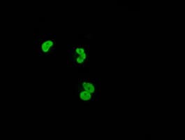 XRCC1 Antibody (clone OTI2E8)