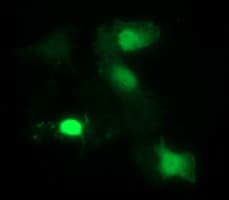 IDO1 / IDO Antibody (clone OTI2A10)