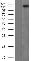 Human FRMPD2 Protein (Over-Expression Lysate Myc-DDK (Flag))