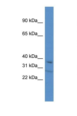 TCEA3 Antibody (aa244-293)