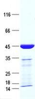 Human NME2 Protein (Recombinant GST, N-terminus + His, C-terminus)