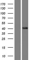 SLC51A / OSTalpha Protein (Over-Expression Lysate Myc-DDK (Flag))