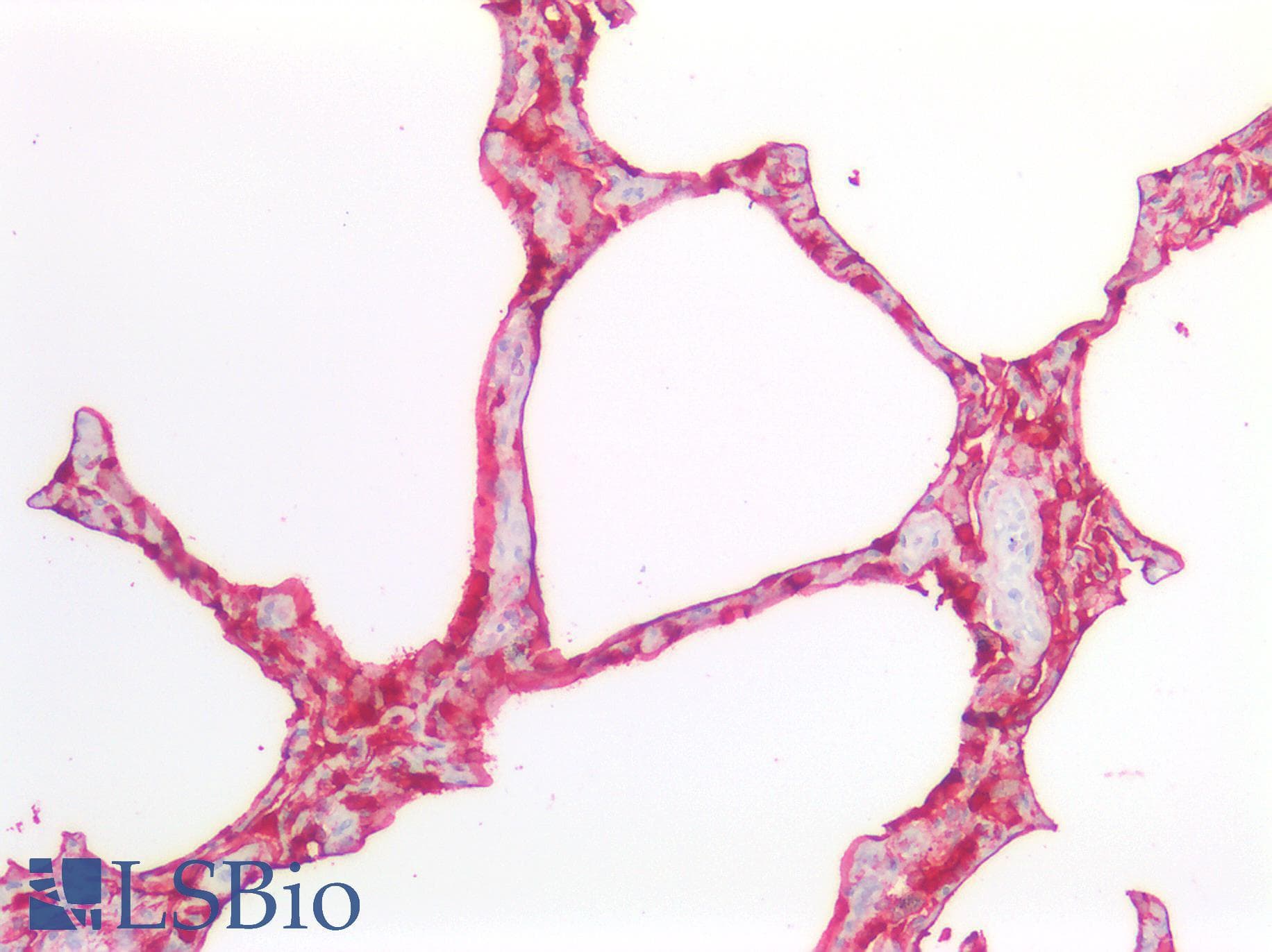 PathPlus™ EMA / MUC1 Antibody (clone B24.1)