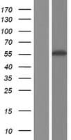 GTPBP3 Protein (Over-Expression Lysate Myc-DDK (Flag))