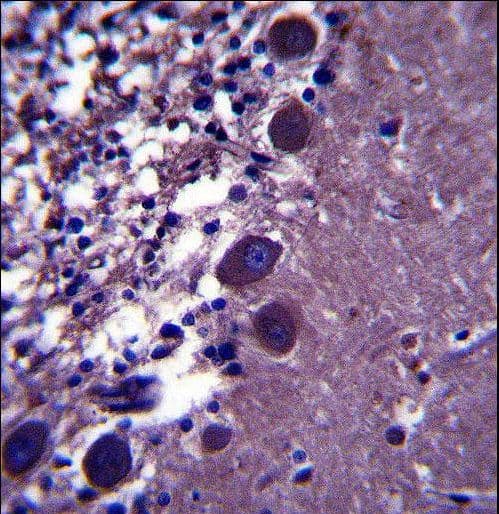 KCNK18 / TRESK Antibody (aa168-197)