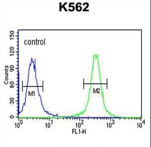 IHC-plus™ Polyclonal Rabbit anti-Human HSP90B1 / GP96 / GRP94 Antibody (aa16-43, IHC, IF, WB)