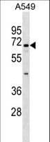 Polyclonal Rabbit anti-Human ITFG1 / TIP Antibody (aa579-606, WB)