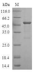 Human ATG10 Protein (Recombinant GST, N-terminus)