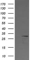 KLK8 / Kallikrein 8 Antibody (clone OTI8F1)