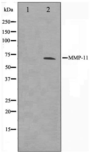 MMP11 Antibody