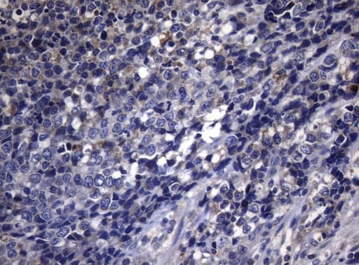 PITPNB Antibody (clone OTI6H10)