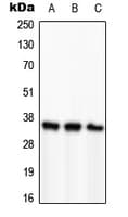 PCNA Antibody (Internal)