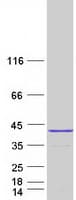 Human SURF2 / SURF-2 Protein (Recombinant Myc-DDK (Flag))