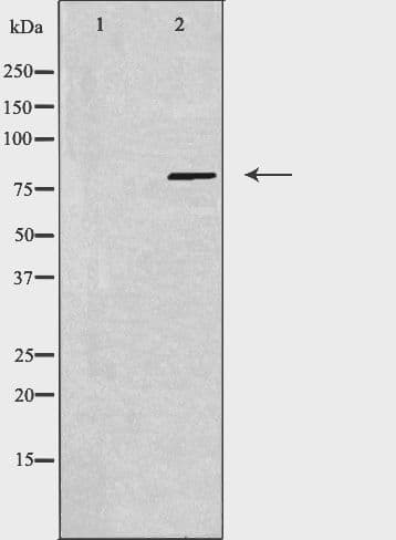 USP44 Antibody