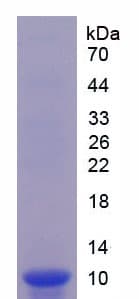 Mouse GDF10 / BMP3B Protein (Recombinant His, N-Terminal)