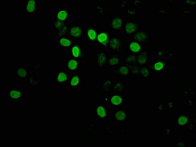HIST1H4I Antibody