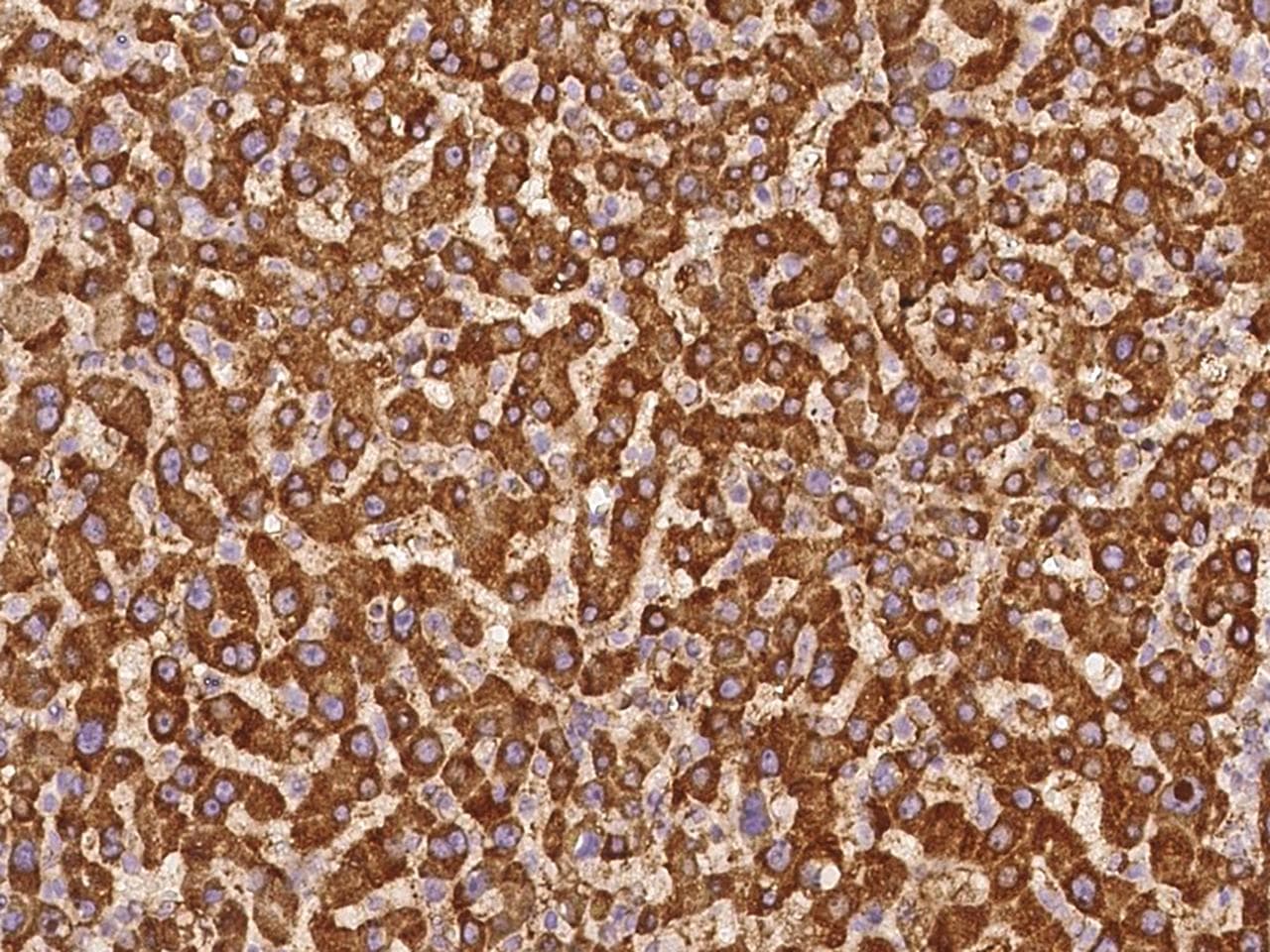 C6orf136 Antibody