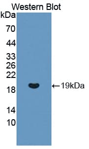 REG3G Antibody (aa39-175, PE)