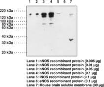 PathPlus™ NOS1 / nNOS Antibody (aa1422-1433)