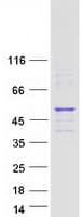 Human RUFY4 Protein (Recombinant Myc-DDK (Flag))