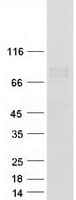 Human MASP1 / MASP Protein (Recombinant Myc-DDK (Flag))