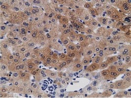 CRYM Antibody (clone 1G7, Carrier-free)