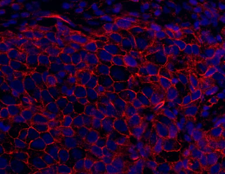 SPTAN1 / Alpha Fodrin Antibody (aa2422-2472)