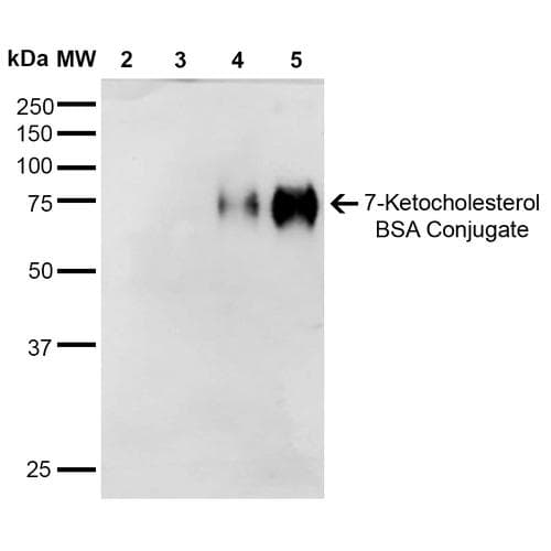 7-Ketocholesterol Antibody (clone 3F7, PerCP)