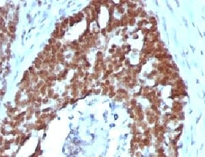NCL / Nucleolin Antibody (clone NPC23-2, Azide-free, BSA-free)