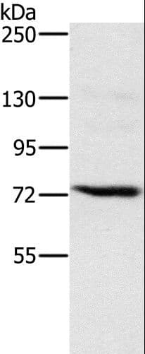 NCSTN / Nicastrin Antibody