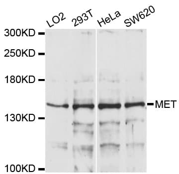c-Met Antibody