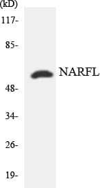 IOP1 / NARFL Antibody (aa370-419)