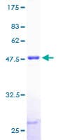 Human MYL3 Protein (Recombinant GST)
