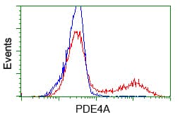 Monoclonal Mouse anti-Human PDE4A / PDE4 Antibody (clone OTI2G2, IHC, IF, WB)
