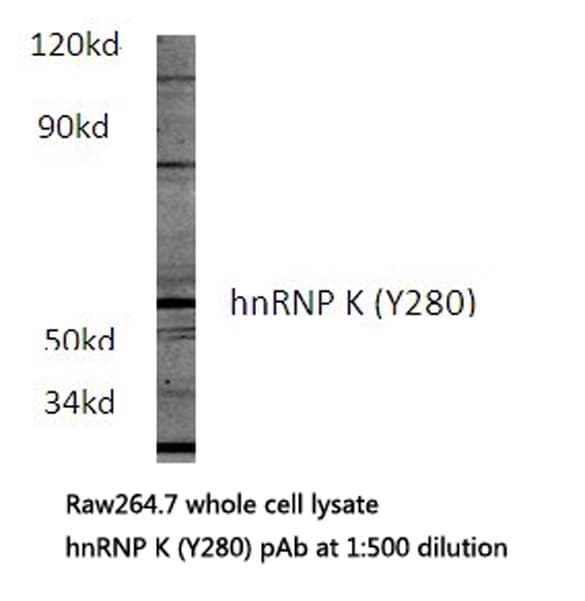 HNRNPK / hnRNP K Antibody (Tyr280)