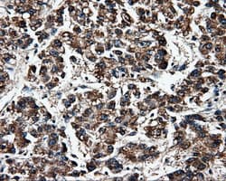 FAHD2A Antibody (clone OTI9D4, Carrier-free)